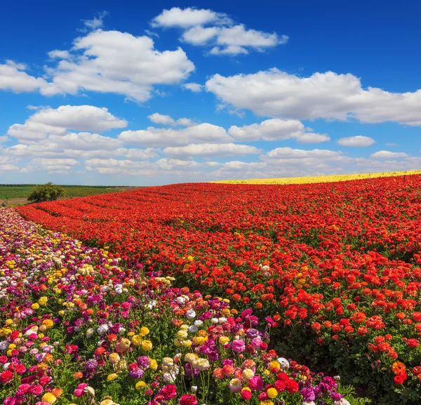 Campo de floración roja — Foto de Stock