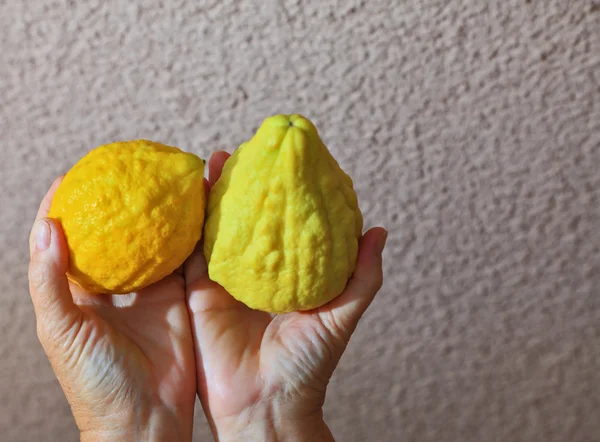 Hands holding citrus fruits — Stockfoto