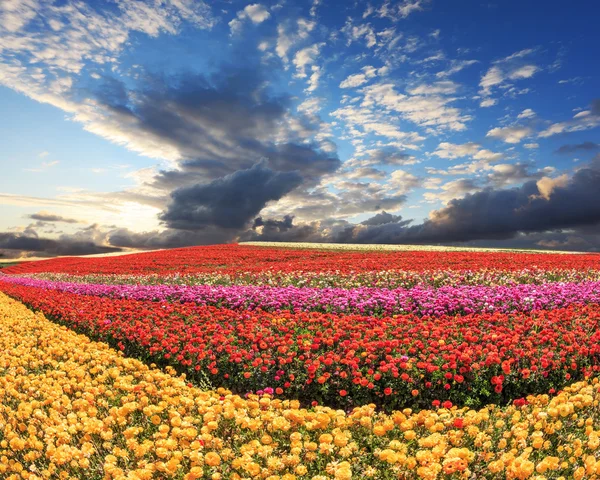 Storm over veld met boterbloemen — Stockfoto