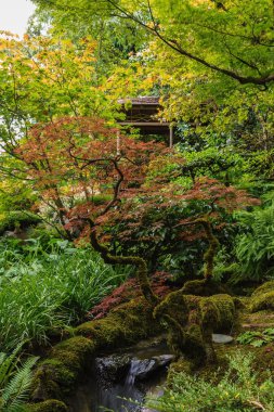 Quiet Japanese garden