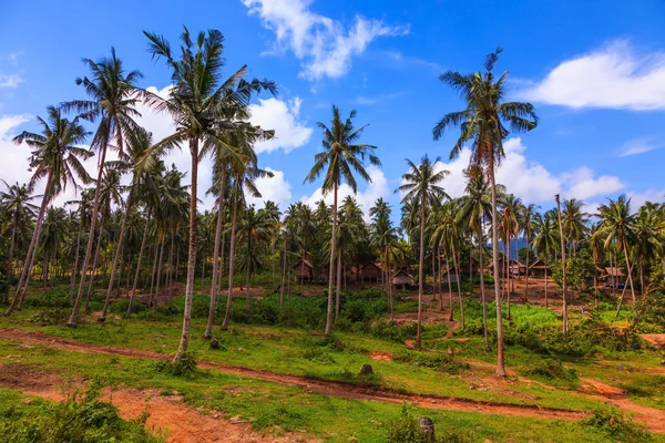 Palm grove on the island in Thailand