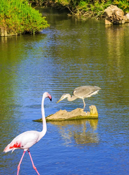 Grijze reiger en roze flamingo — Stockfoto