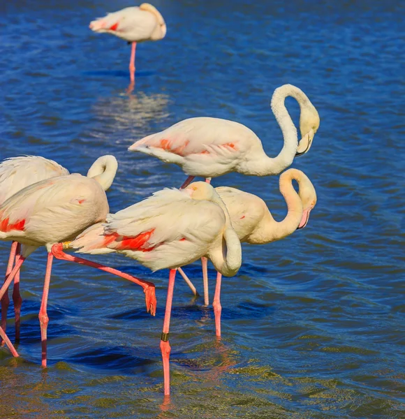 Flock rosa flamingos arrangerade att sova — Stockfoto