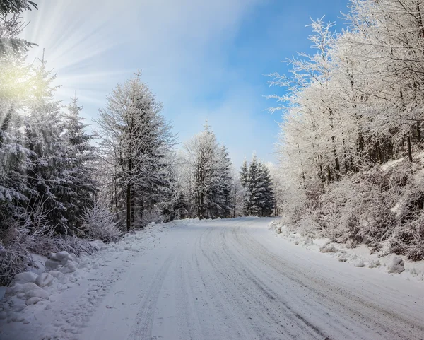 Natal solar na floresta nevada — Fotografia de Stock