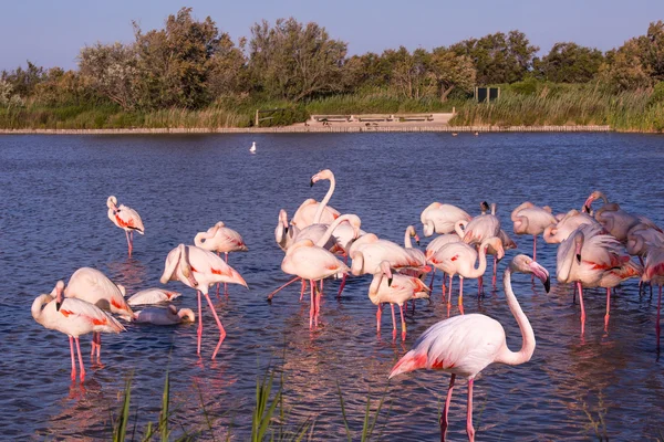 Stor flock rosa flamingos — Stockfoto