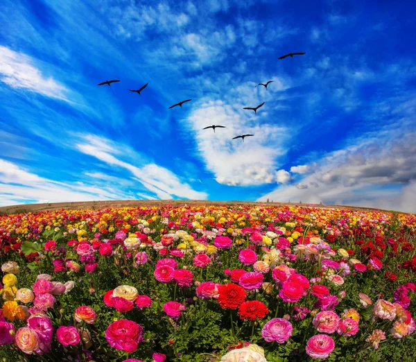 Flowers grow stripes of different colors — Stock Photo, Image