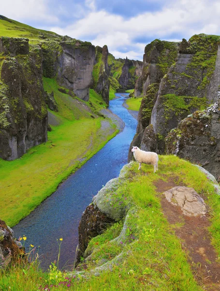 Pittoresco canyon Fjadrargljufu — Foto Stock