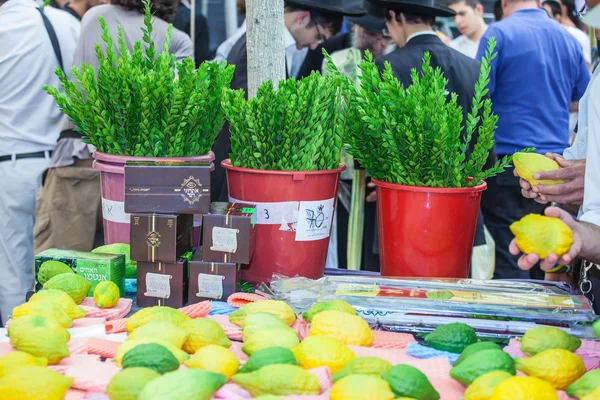 Der Feiertag von Sukkot - Myrte — Stockfoto
