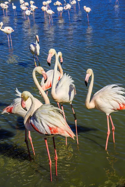 Flock av bedårande rosa flamingos — Stockfoto