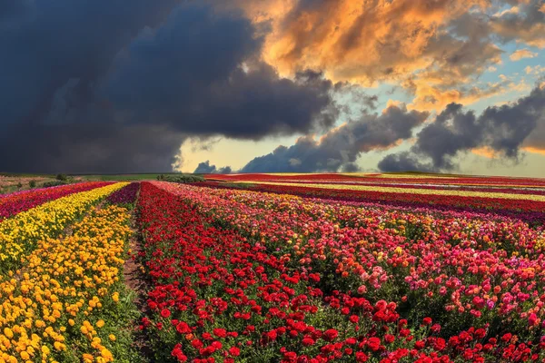 Flores cultivadas para vendas de exportação — Fotografia de Stock