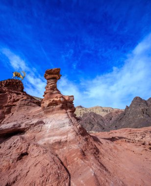  Keskin boynuzlu keçi Eilat dağlarda
