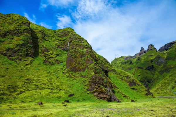 L'été fleurit Islande — Photo