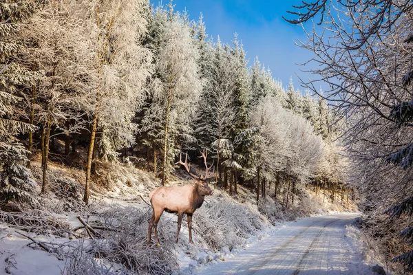 El ciervo rojo en el día soleado en Navidad —  Fotos de Stock