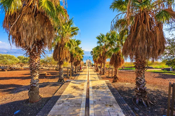 Callejón de palmeras que conduce al Mar de Galilea — Foto de Stock