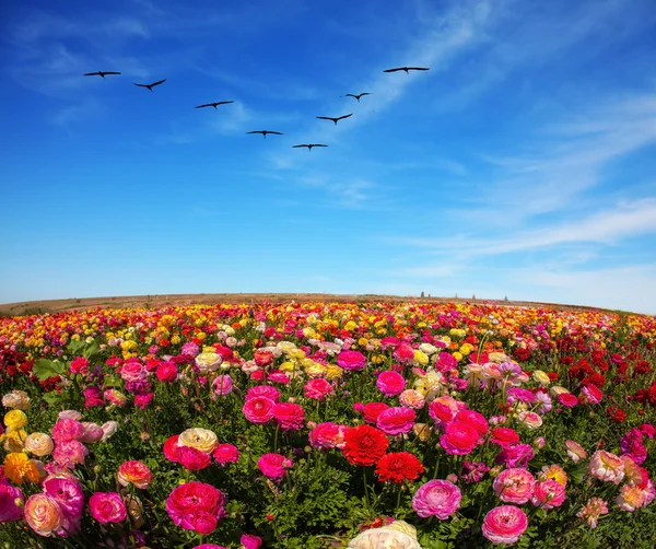 Kleurrijke bloemen veld — Stockfoto
