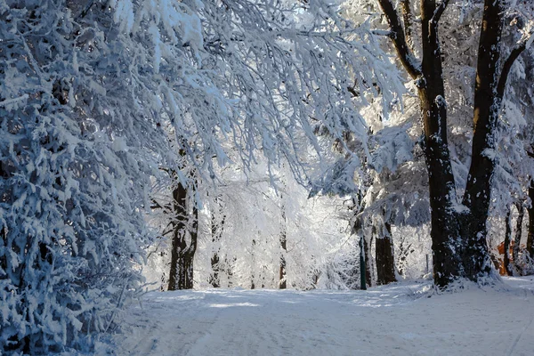 Inverno mattina di Natale nella foresta — Foto Stock
