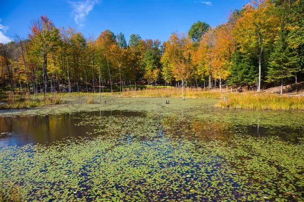 Pequeno lago no parque Omega, Canadá — Fotografia de Stock