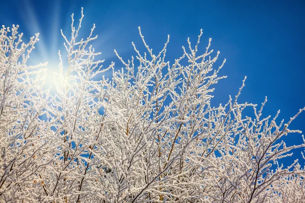 Ağaçlar karla kaplı güneşli Noel sabah pırıltı — Stok fotoğraf