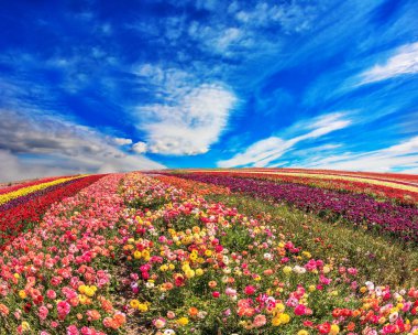 İlkbahar da ranunculus tarlası