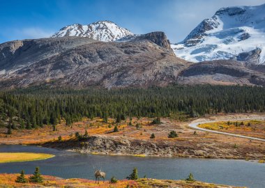  Güzel geyik boynuzlu