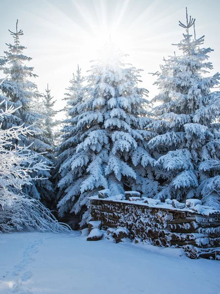 雪の中でクリスマスの森 — ストック写真