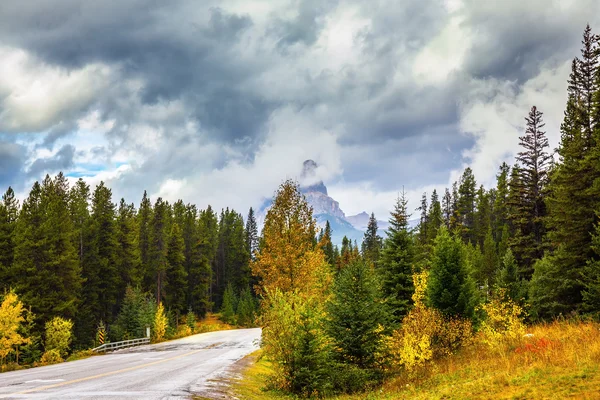 Highway among evergreen trees — Stock Photo, Image