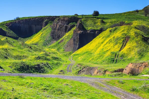 Floración bajo el sol cálido — Foto de Stock