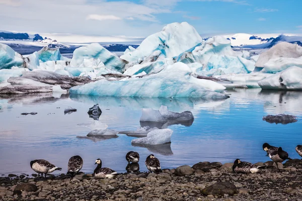 Islagun och flock fåglar — Stockfoto