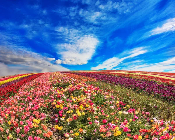 Campo de ranúnculo no dia de primavera — Fotografia de Stock