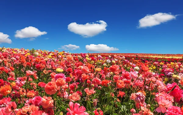 Pittoreskt fält av blommande smör koppar — Stockfoto