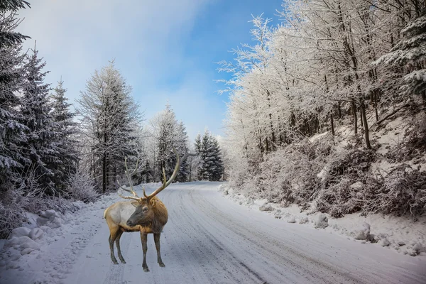 Camino cubierto de nieve y ciervo rojo Imagen de stock