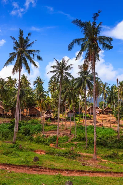 Palme crescita sull'isola — Foto Stock