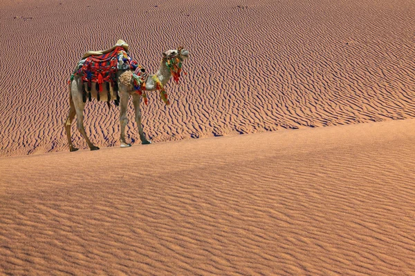 Camel med sele i sandig öken — Stockfoto