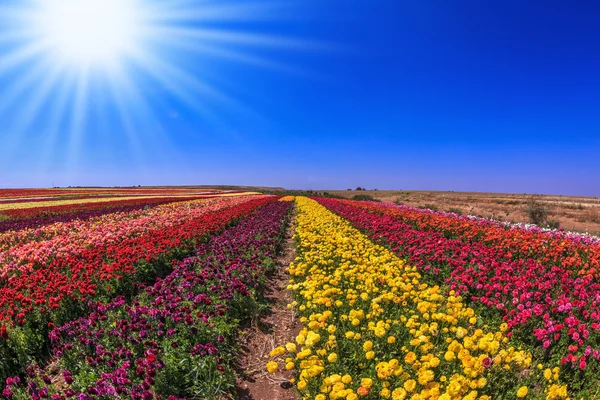 Field of multi-colored decorative buttercups — Stock Photo, Image
