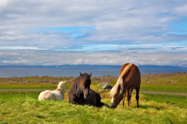 Cavalos bem tratados pastando em um prado — Fotografia de Stock