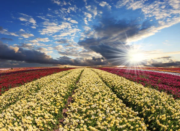 Field of multi-colored decorative buttercups — Stock Photo, Image