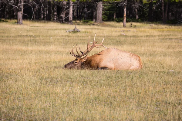 Het Nationaal Park Jasper in de Rocky Mountains — Stockfoto