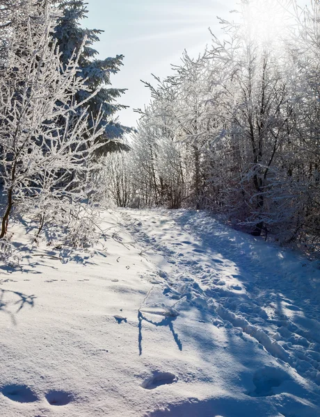 Julskog i snön — Stockfoto