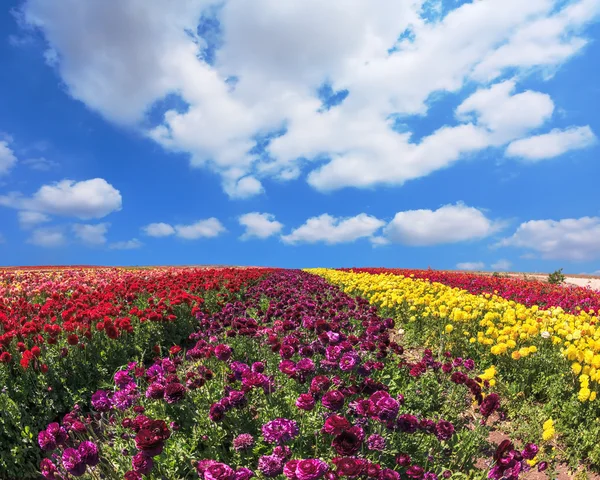 Riesige Felder mit Ranunkeln im Garten — Stockfoto