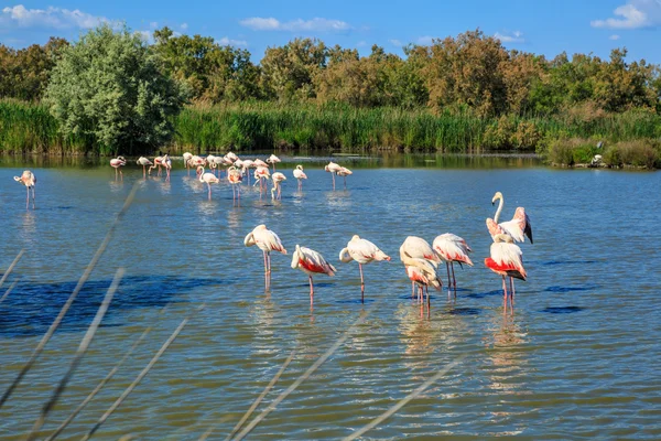 Flock of pink flamingos — Stock Photo, Image