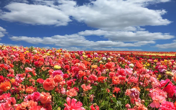 Belles buttercups en fleurs — Photo