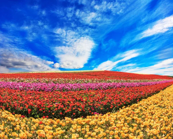 Huge fields of garden buttercups — Stock Photo, Image