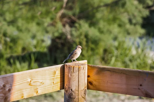 Sparrow on fence post — Stock Photo, Image