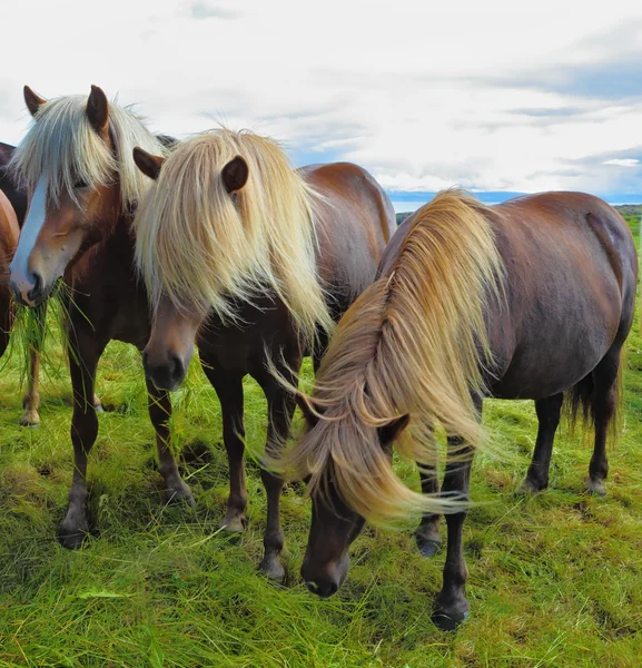 Three Icelandic horses — Stock Photo, Image
