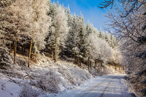 Morgon i snöiga skogen — Stockfoto