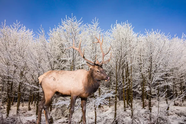 Ciervo rojo con cuernos en el bosque —  Fotos de Stock