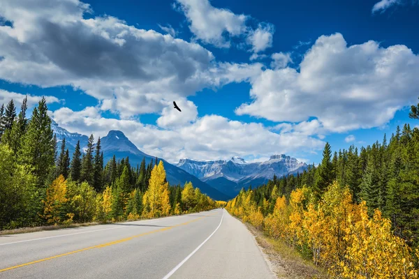 Excelente carretera en el Parque Nacional Banff —  Fotos de Stock