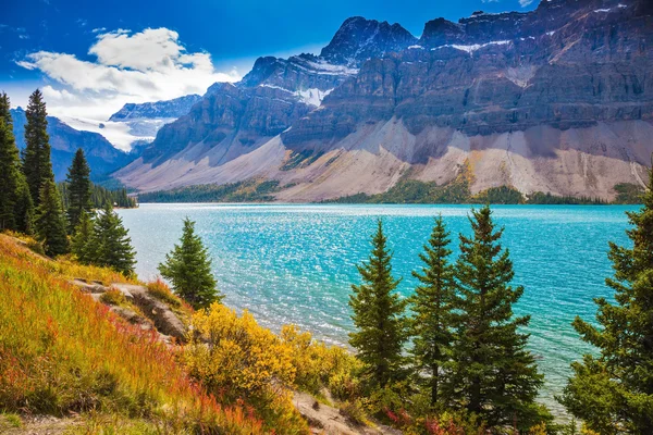 Glacier Crowfoot glows in bright sunlight — Stock Photo, Image