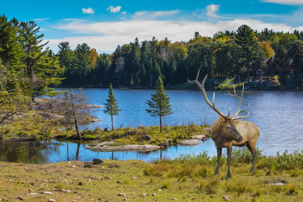 Cerf rouge aux cornes ramifiées — Photo