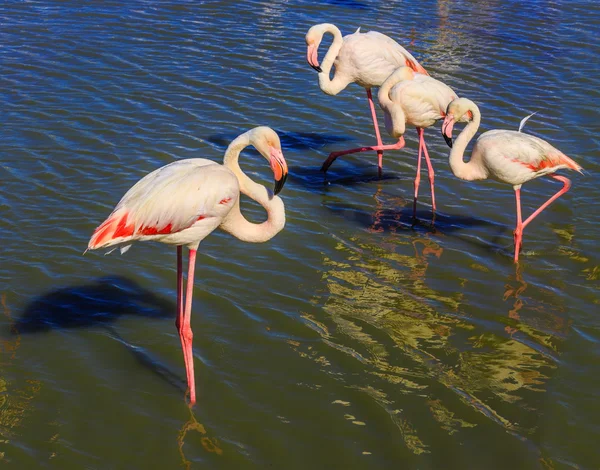 Rosafarbene Flamingos im Camargue Nationalpark — Stockfoto